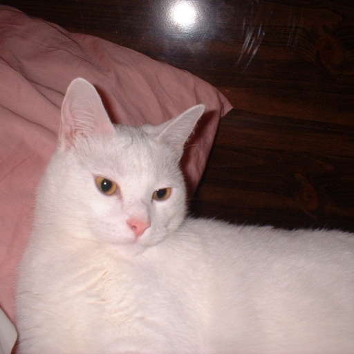 Bible profile picture for @cat